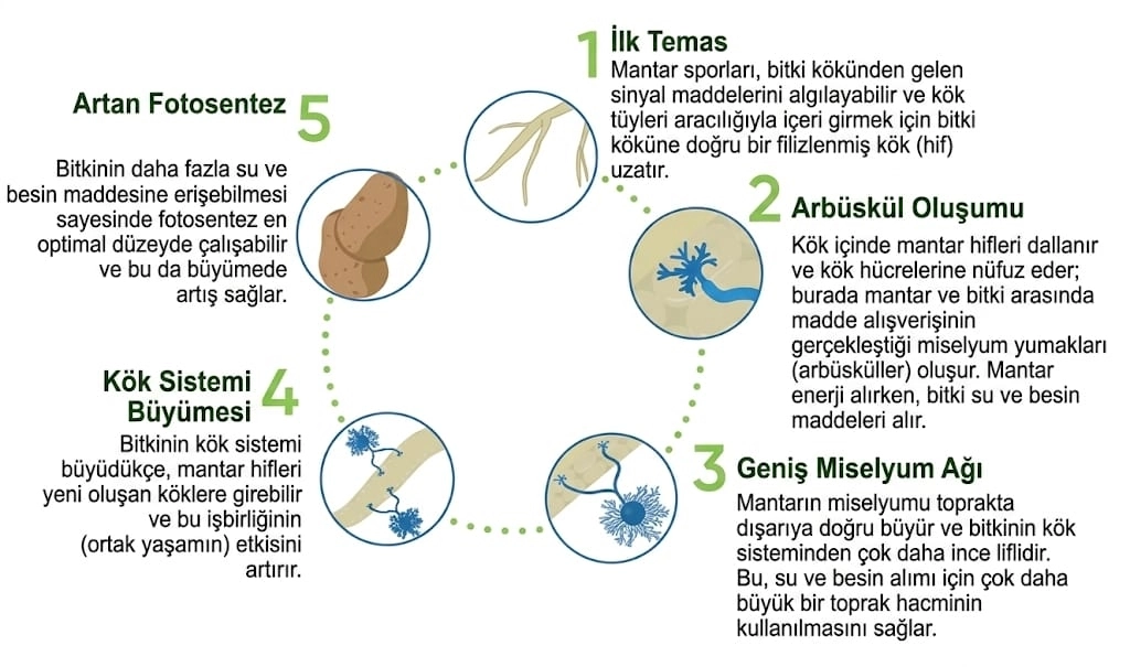 Resid® G 10 Kg.