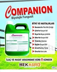 Companion 1 Lt. 