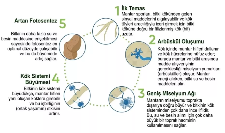 Resid® MG 10 Kg.
