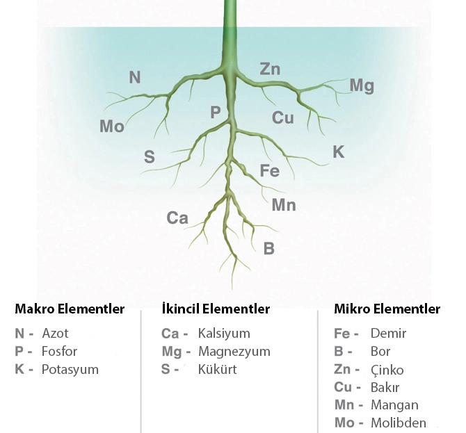 Bitki Besin Ürünleri